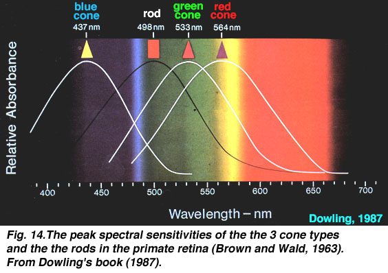 One Wavelength