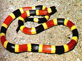 Coral Snake - Deadly
