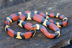 King Snake - Harmless