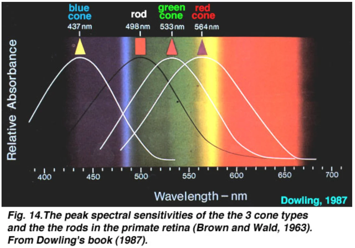 Spectra Relative Absorbance