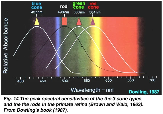 Color Spectra Chart