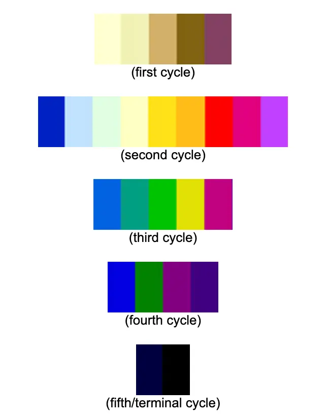 Types of Rainbow Toned Morgans